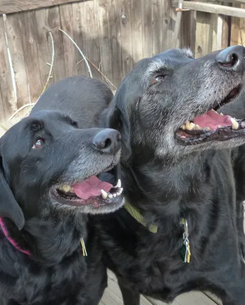 Shops senior lab rescue